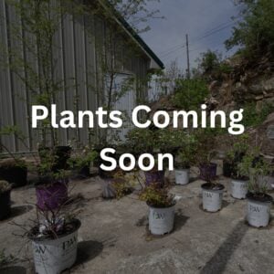 Plants coming soon